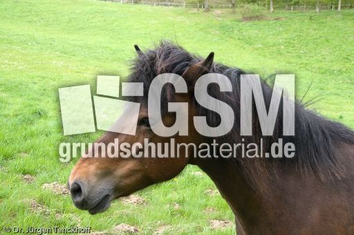 Reitpferde (6 von 11).jpg